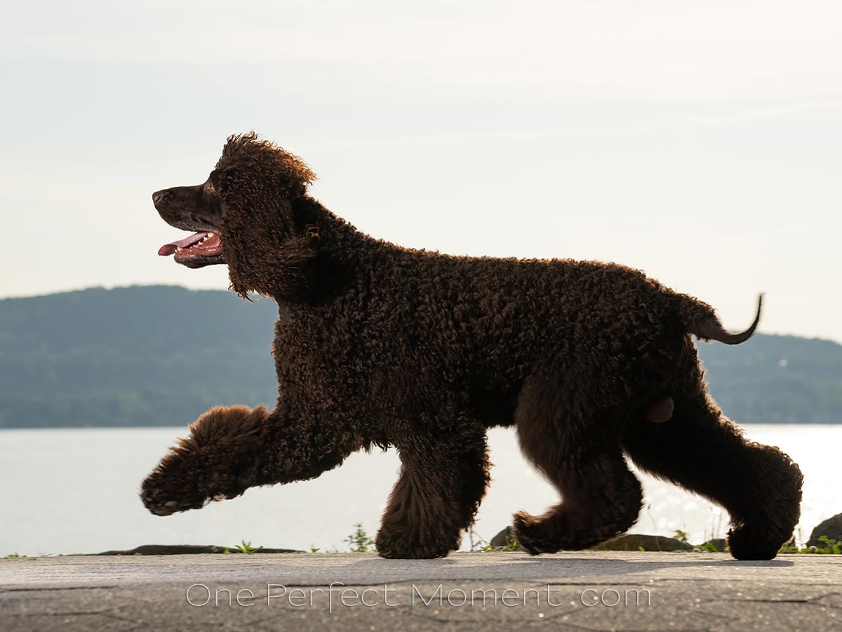 dog portrait photographer NJ NYC