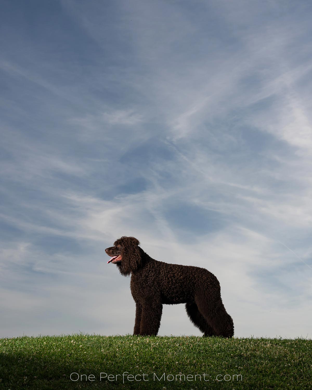 dog portrait photographer NJ NYC