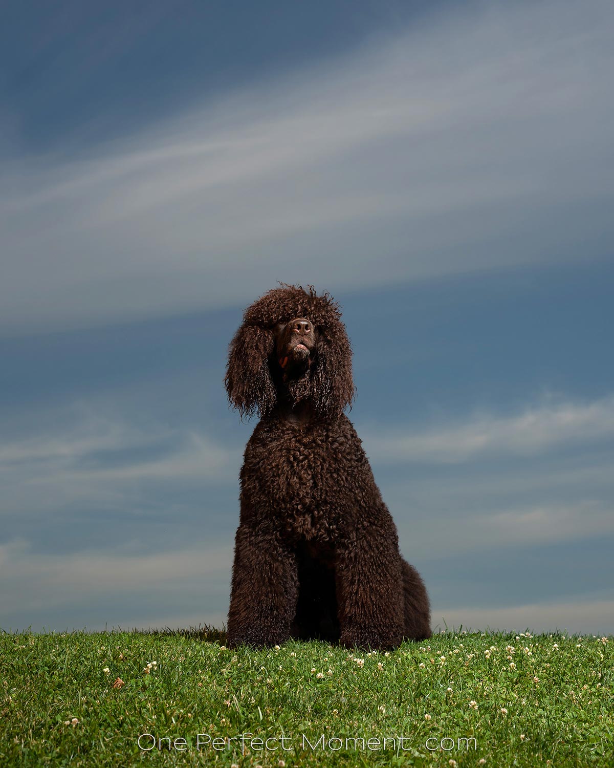 dog portrait photographer NJ NYC