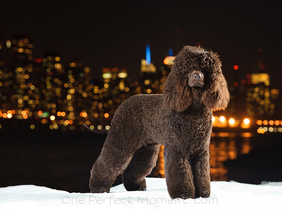 dog portrait photographer NJ NYC