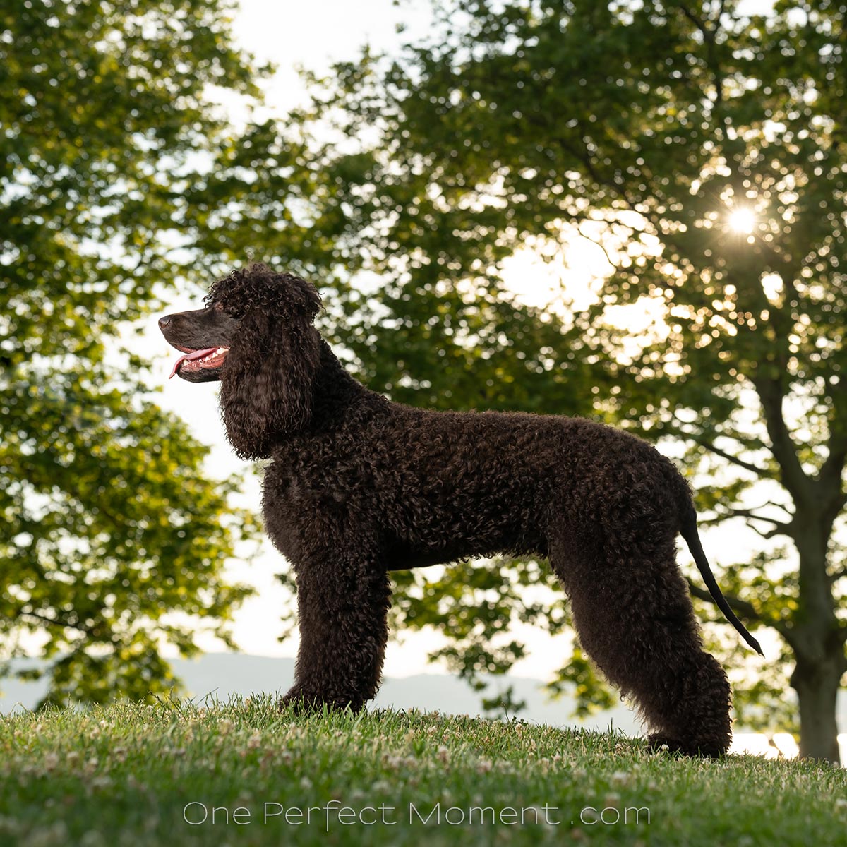 dog portrait photographer NJ NYC