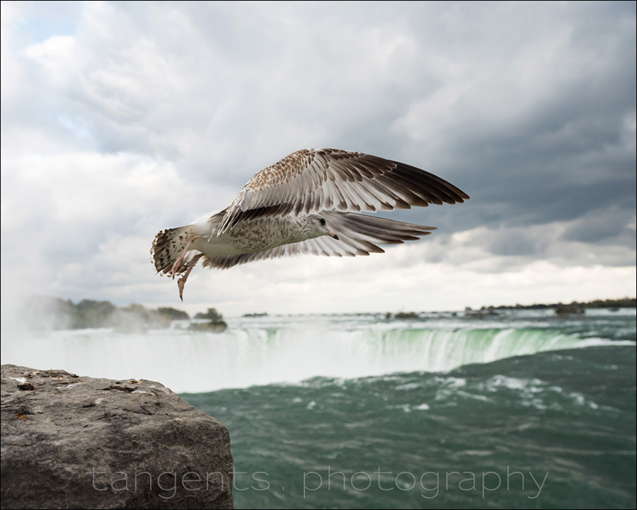 sony a7r iii birds in flight